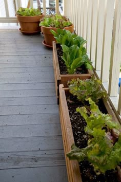 482 best patio gardens