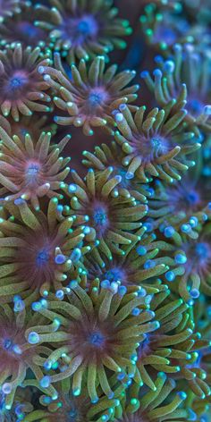 16 best coral goniopora