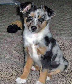 mini australian shepherd 7 months old this is scout katniss a 7 month old mini australian shepherd mini australian shepherd 7 months old this is scout katniss a 7 month old mini australian shepherd