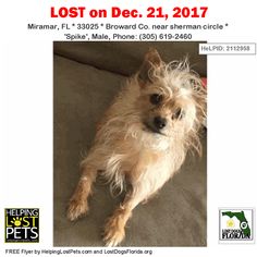 Have You Seen This Lost Dog Lostdog Bruno Kissimmee Seven