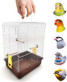 鳥カゴ 文鳥 ケージ キャリー のアイデア 17 件 文鳥 ケージ 止まり木 文鳥 鳥カゴ 文鳥 ケージ キャリー のアイデア 17 件 文鳥 ケージ 止まり木 文鳥