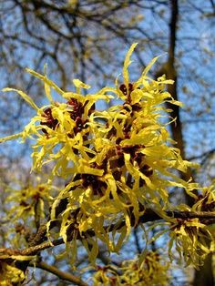 Far Above Witches Gulf Dappled Sunlight >> 23 Best Witch Hazel Images Glass Conservatory Plants Shrubs Far Above Witches Gulf Dappled Sunlight >> 23 Best Witch Hazel Images Glass Conservatory Plants Shrubs