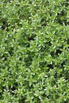 9 Ground Cover Plants Shade Ideas 9 Ground Cover Plants Shade Ideas, Low Growing Perennial Ground Cover