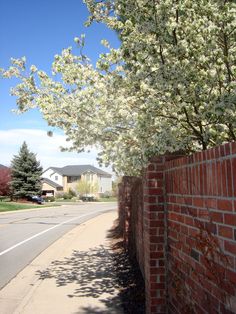 154 Best Denver Suburban Neighborhoods Images In 2018 Lone Tree Colorado Spring Flowers Care Springs Denver