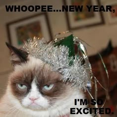 66 Best Happy New Year Cats Images I Love Cats Kitty Cats