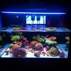 279 best reef tank