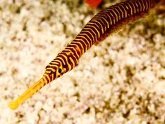 27 best piquant pipefish