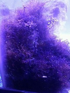 564 best reef images