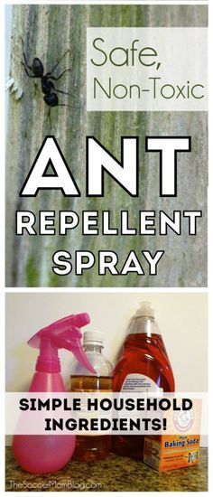 How to Get Rid of Carpenter Ants Without Poisoning Your