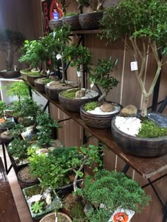 Die 30+ besten Bilder zu Bonsai tische in 2020 | bonsai Die 30+ besten Bilder zu Bonsai tische in 2020 | bonsai