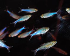 27 best community tank