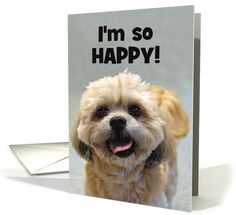 Alison's Animals Funny Shih Tzu Mastiff Dog Lovers Blank Birthday Greeting Card Alison's Animals Funny Shih Tzu Mastiff Dog Lovers Blank Birthday Greeting Card