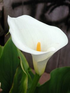 lily sayings pinterest calla lilies flowers and house