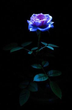 ღღ✻Rosasღღ✻ | Flowers and Beautiful Roses | Pinterest ... ღღ✻Rosasღღ✻ | Flowers and Beautiful Roses | Pinterest ...