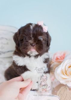 Chocolate Shih Tzu Puppies Davie | Teacups, Puppies & Boutique ... Chocolate Shih Tzu Puppies Davie | Teacups, Puppies & Boutique ...