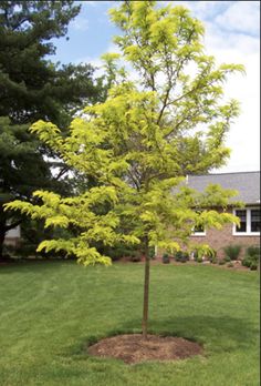 7 Best Honey Locust Tree Images On Pinterest Gleditsai Triancanthos Sunburst Or Golden Leaved Honey Locust Tree Types