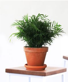 pot mum the indoor garden plant taking care of a mum indoors house plants pinterest plants gardens and container gardening - Garden Mum Indoor pot mum the indoor garden plant taking care of a mum indoors house plants pinterest plants gardens and container gardening - Garden Mum Indoor