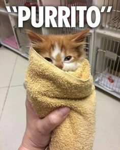 Burrito Kitten Wrapped In Towel Burrito Funny Animals With Captions Lol Burrito Kitten Wrapped In Towel Burrito Funny Animals With Captions Lol