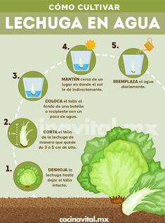 520 Ideas De Plantas En 2021 Cultivo De Plantas Plantas Jardineria Y Plantas