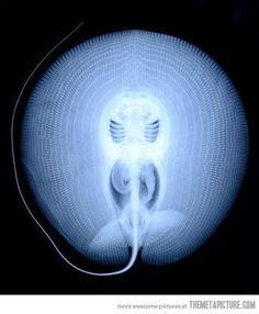 185 best stingrays images