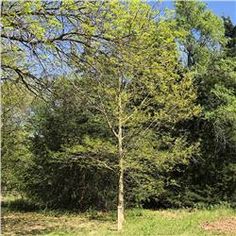 Holly Acres Tree Nursery Garden Center Colorado Flower Plants And Apin Oak Quercus Muehlenbergii