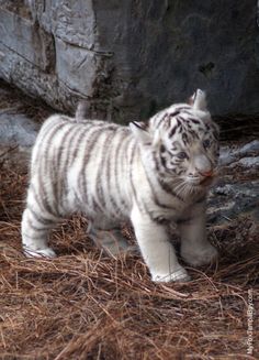 51 best white tiger