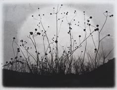 Sylvia Ropp Murdoch Maclam Profile Pinterest
