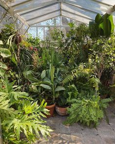 81 Best Greenhouse Plants Images 81 Best Greenhouse Plants Images