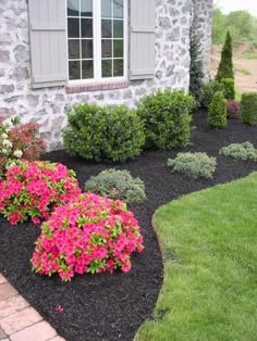 Simple And Easy Landscaping Design Ideas Gardening For The Low Maintenance Evergreen Border With A Pop Of Color