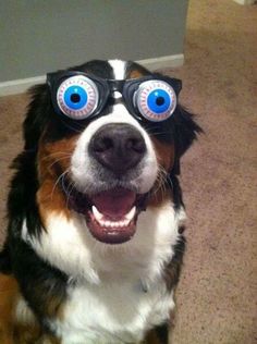 275 best funny dogs images on pinterest funny dogs funny animals