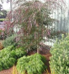 15 Best Small Shade Trees For Socal Images Outdoor Plants Agonis Flexuosa Burgandy Australian Native Garden Plants Drought Tolerant Trees