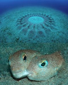 1555 best fish and