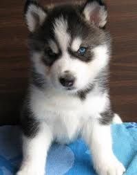 pomsky puppies near me pomsky puppies near me