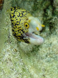 9 best moray eels