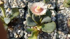 titanopsis seeds semillas 10 graines de Titanopsis Calcarea