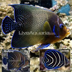 43 best marine biology