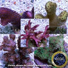 8 best reef tank