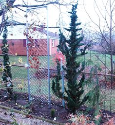 41 Best Z Chamaecyparis Lawsoniana Thyoides Nootkatensis Chamaecyparis Lawsoniana Wissels Saguaro Planted As A 12 Inch Rooted Cutting In