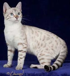 Wild West Exotics Cattery - Highland Lynx, Bengal ...