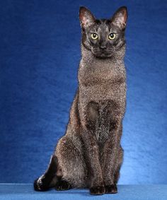 1194 Fantastiche Immagini Su Gatti Razze Nel 2019 Chausie Cat