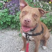 Pet Card Pitbull Terrier Terrier Pets
