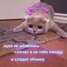 Смешные Кошки, Аниме Животные, Детеныши Животных, Милые Животные, Самые Милые Животные, Пушистые Котята, Я Люблю Кошек, Мемы Лица, Психоделические Рисунки
