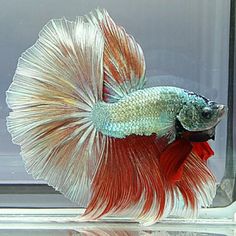 190 best betta images