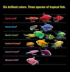 49 best meet glofish