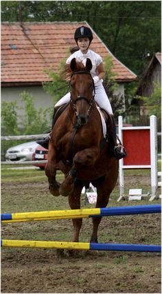 39 Best Horse Jumping Quotes Images Horse Quotes Equestrian