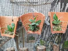 538 Best Orchids And Bromeliads Images On Pinterest Orchid Pot Orquidario Santo Expedito Brasil Orchid Care Peony Orchids Garden Plants