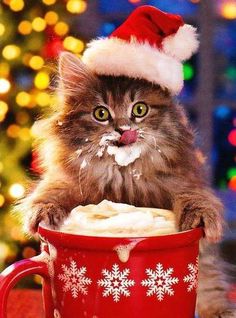143 best christmas animals images on pinterest christmas animals funny christmas animal