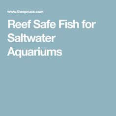 260 best reef safe