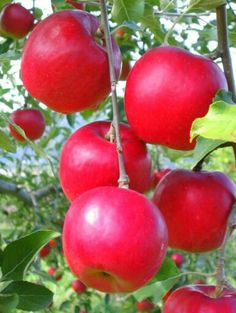 16 best rutabagas swedish