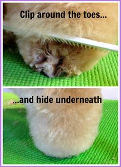 Seewhite Schnoodle Tshirt Design Pet My Schnoodle T Shirt